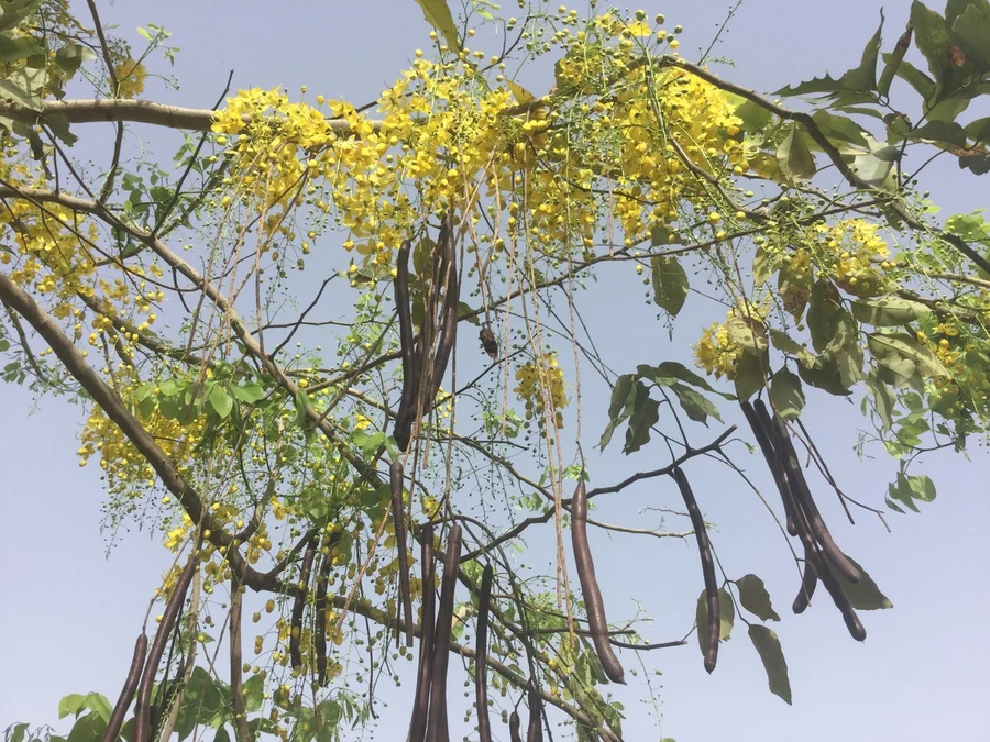 our own tree grown from our seeds 1200